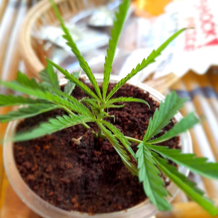 Ganja Gardens Camping 호텔 Ban Nua 외부 사진